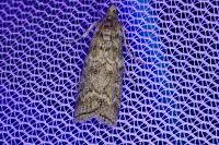 Dioryctria