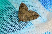 Hydriomena furcata