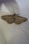 Peribatodes rhomboidaria rhomboidaria