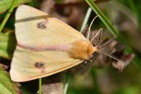 Diacrisia sannio