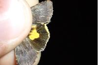 Noctua janthina