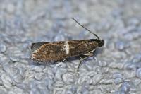 Elegia similella