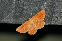 Angerona prunaria