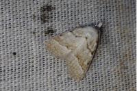 Nola aerugula