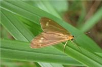 Dysauxes ancilla