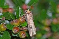 Axylia putris