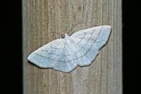 Cabera pusaria