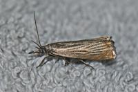 Chrysoteuchia culmella