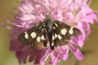 Eurrhypis pollinalis