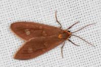 Dysauxes famula