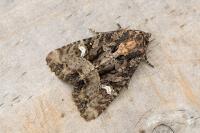 Mesapamea secalis