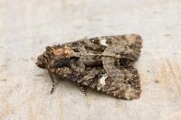 Mesapamea secalis
