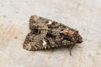 Mesapamea secalis