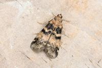 Euzophera pinguis