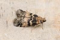 Euzophera pinguis
