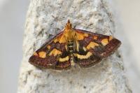 Pyrausta purpuralis