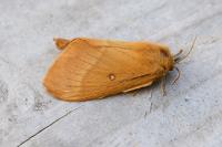 Lasiocampa quercus quercus