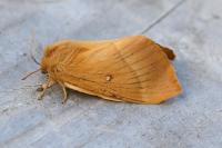 Lasiocampa quercus quercus