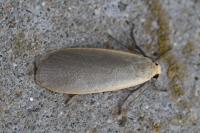 Collita griseola