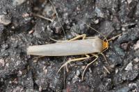 Eilema caniola