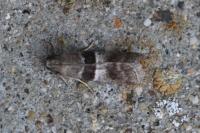 Elegia atrifasciella