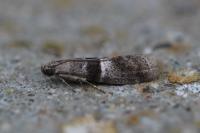 Elegia atrifasciella