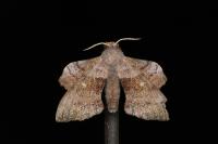 Laothoe populi