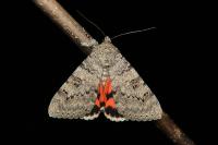 Catocala puerpera