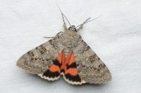 Catocala puerpera