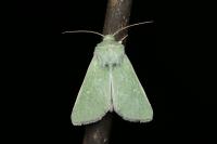 Calamia tridens