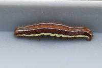 Chloantha hyperici