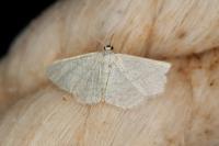 Idaea subsericeata
