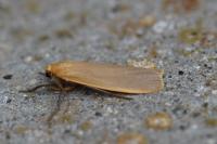 Katha depressa
