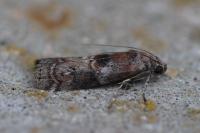 Phycita roborella