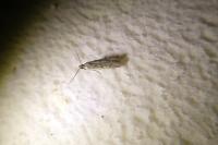 Phycitodes