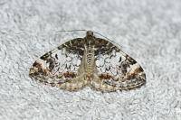 Dysstroma truncata