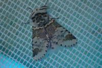 Furcula furcula
