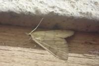 Ostrinia nubilalis