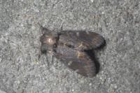 Notodonta dromedarius