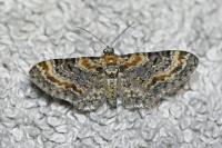 Eupithecia laquaearia