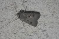 Agrotis exclamationis exclamationis