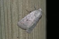 Hoplodrina respersa