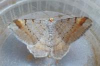 Macaria liturata