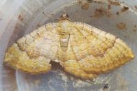 Camptogramma bilineata