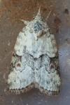 Nycteola degenerana
