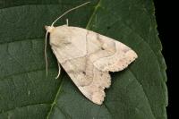 Cosmia trapezina