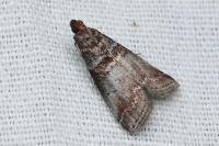 Acrobasis advenella