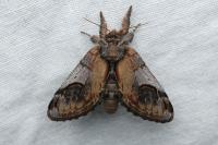Notodonta ziczac