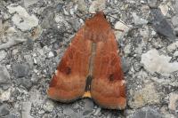 Noctua interposita