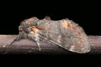 Notodonta dromedarius